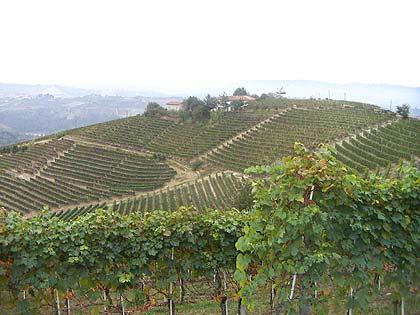 Vigneti